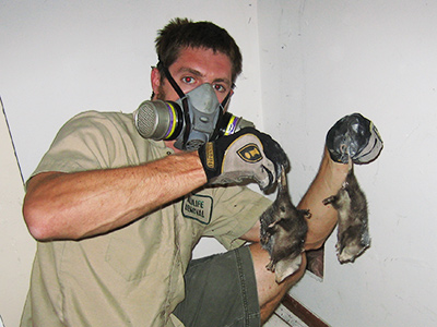 Memphis raccoon trapping